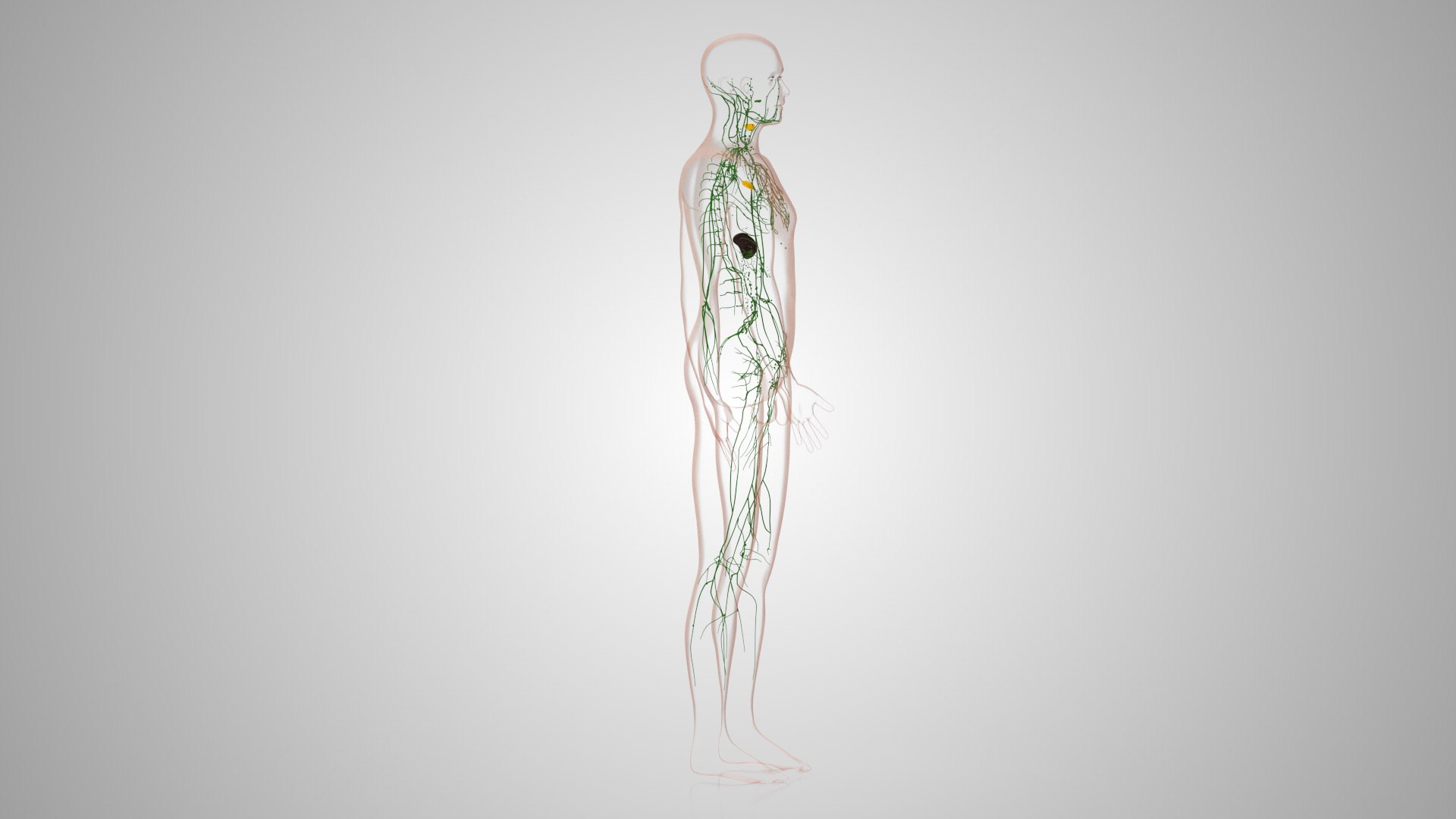Complete human anatomy-Male 3D model https://p.turbosquid.com/ts-thumb/zx/lGtkg9/iI/humanlymphaticsystem_00032/jpg/1658257477/1920x1080/fit_q87/e70f0db78d6400d78f42e0f9b05b3cf8eb745f74/humanlymphaticsystem_00032.jpg