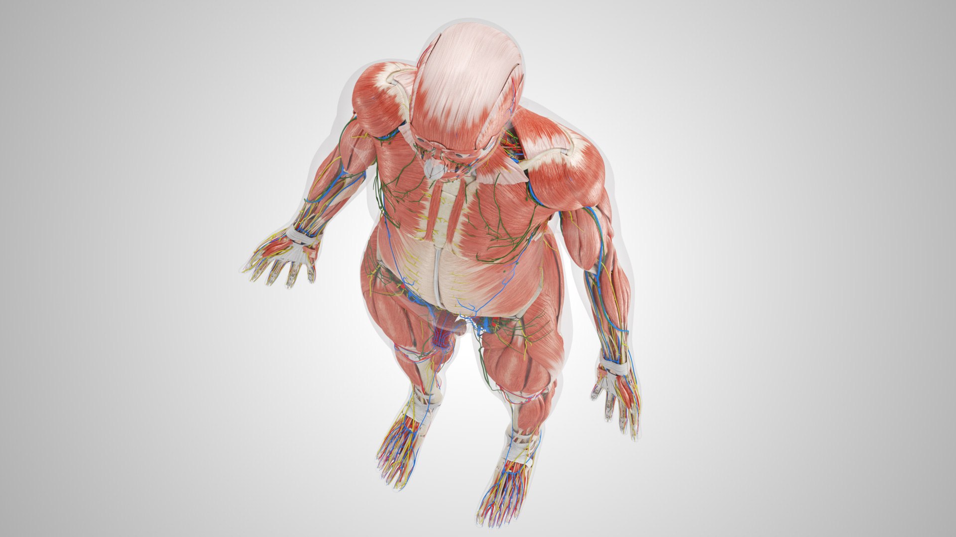 Complete human anatomy-Male 3D model https://p.turbosquid.com/ts-thumb/zx/lGtkg9/iN/completehumananatomy_00014/jpg/1658247296/1920x1080/fit_q87/db4c882b0bc55b0bf9d84414ad51203c27aee418/completehumananatomy_00014.jpg