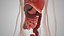 Complete Male Anatomy