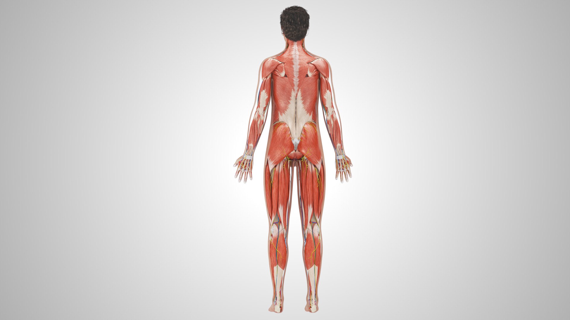 Complete human anatomy-Male 3D model https://p.turbosquid.com/ts-thumb/zx/lGtkg9/kw/completehumananatomy_00022/jpg/1658247303/1920x1080/fit_q87/1c72fd5dd4065ff1a98865ad1e758c8ebfaa3808/completehumananatomy_00022.jpg