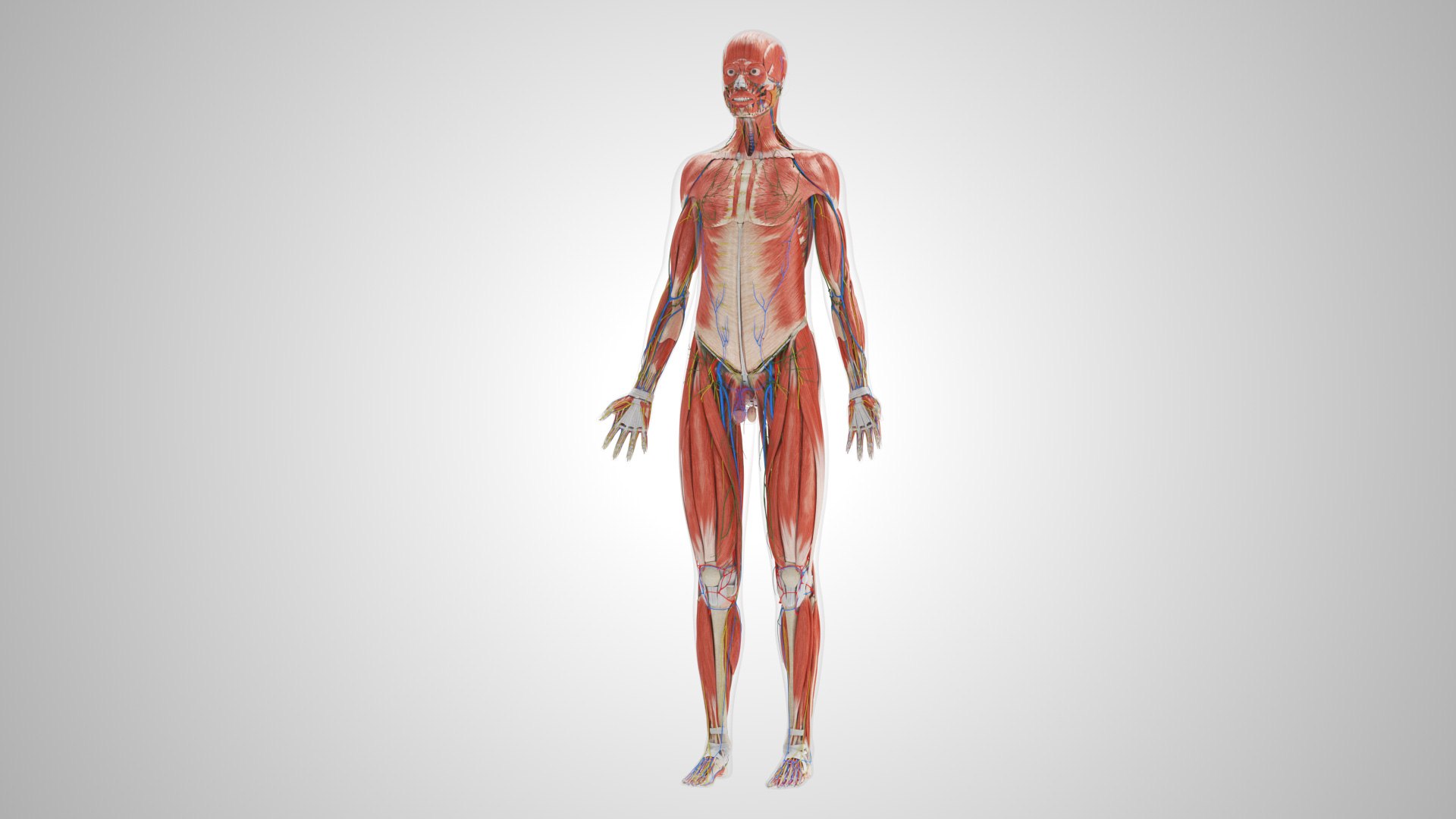 Complete human anatomy-Male 3D model https://p.turbosquid.com/ts-thumb/zx/lGtkg9/l6/completehumananatomy_00017/jpg/1658247298/1920x1080/fit_q87/a2baf5a48b00d02ab51bc665dc203ad8439e0c79/completehumananatomy_00017.jpg