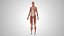 Complete Male Anatomy