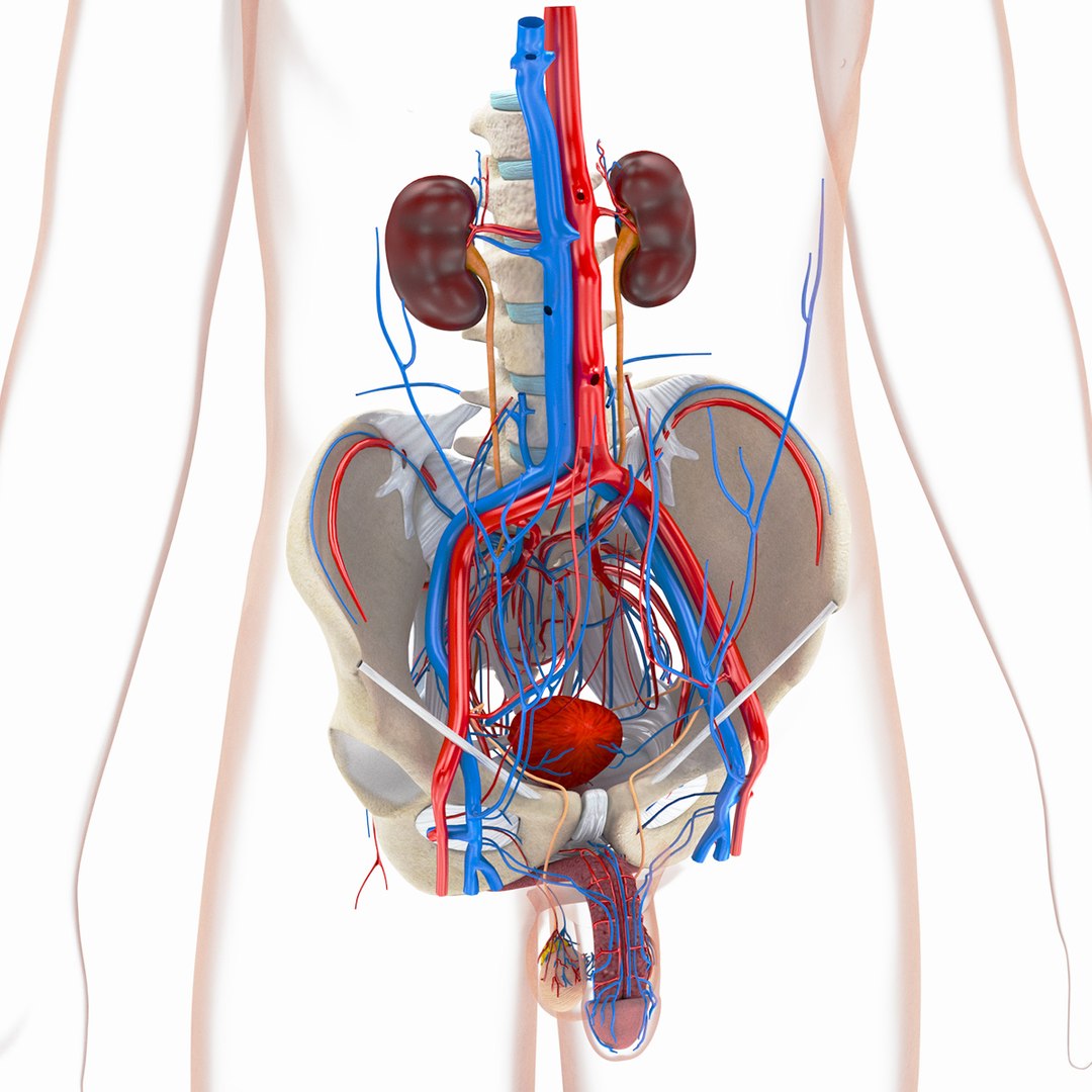 Complete human anatomy-Male 3D model https://p.turbosquid.com/ts-thumb/zx/lGtkg9/lS/sig17/jpg/1658258345/1920x1080/fit_q87/898719ced1ef0670e867aa4ce29b3c1fe7180d9f/sig17.jpg