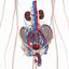 Complete Male Anatomy