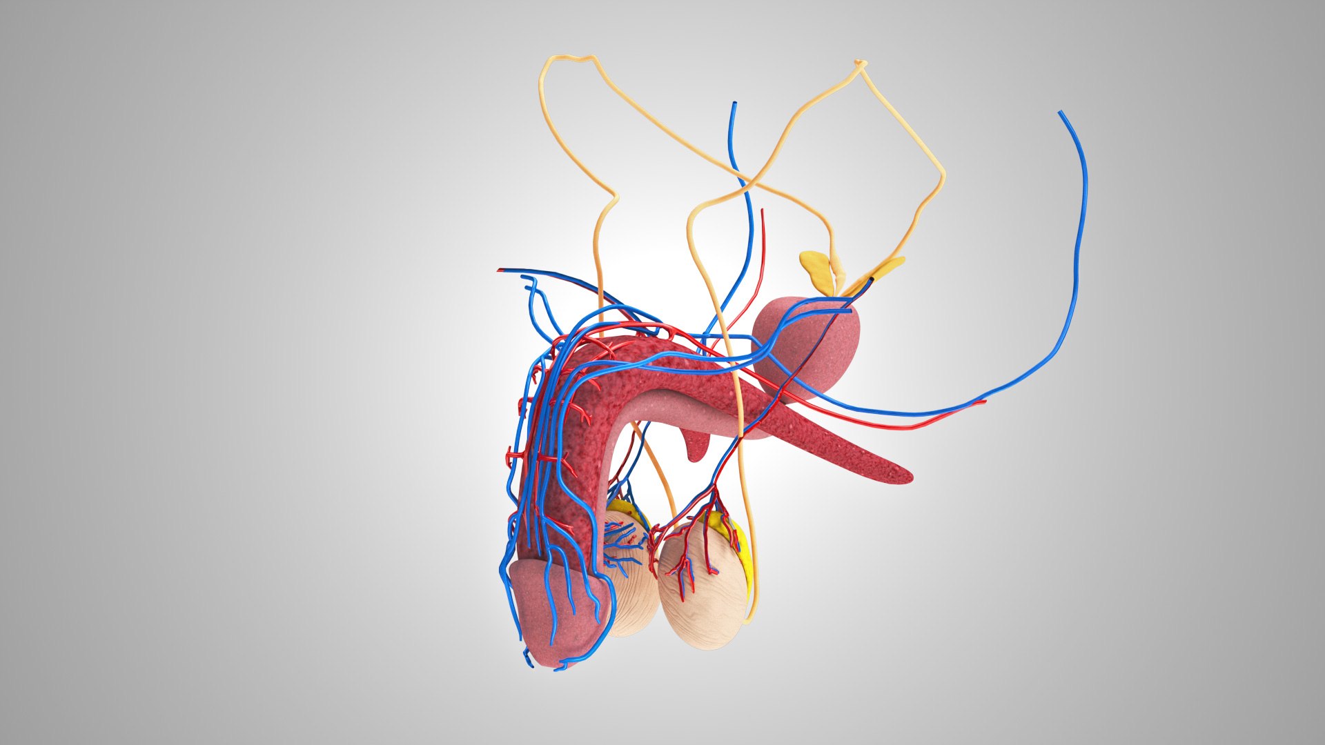Complete human anatomy-Male 3D model https://p.turbosquid.com/ts-thumb/zx/lGtkg9/lk/malereproductiveandurinarysystem_00038/jpg/1658258845/1920x1080/fit_q87/3c05ecd7d8cfe05297e9389414dc9fe2f3bbe77b/malereproductiveandurinarysystem_00038.jpg