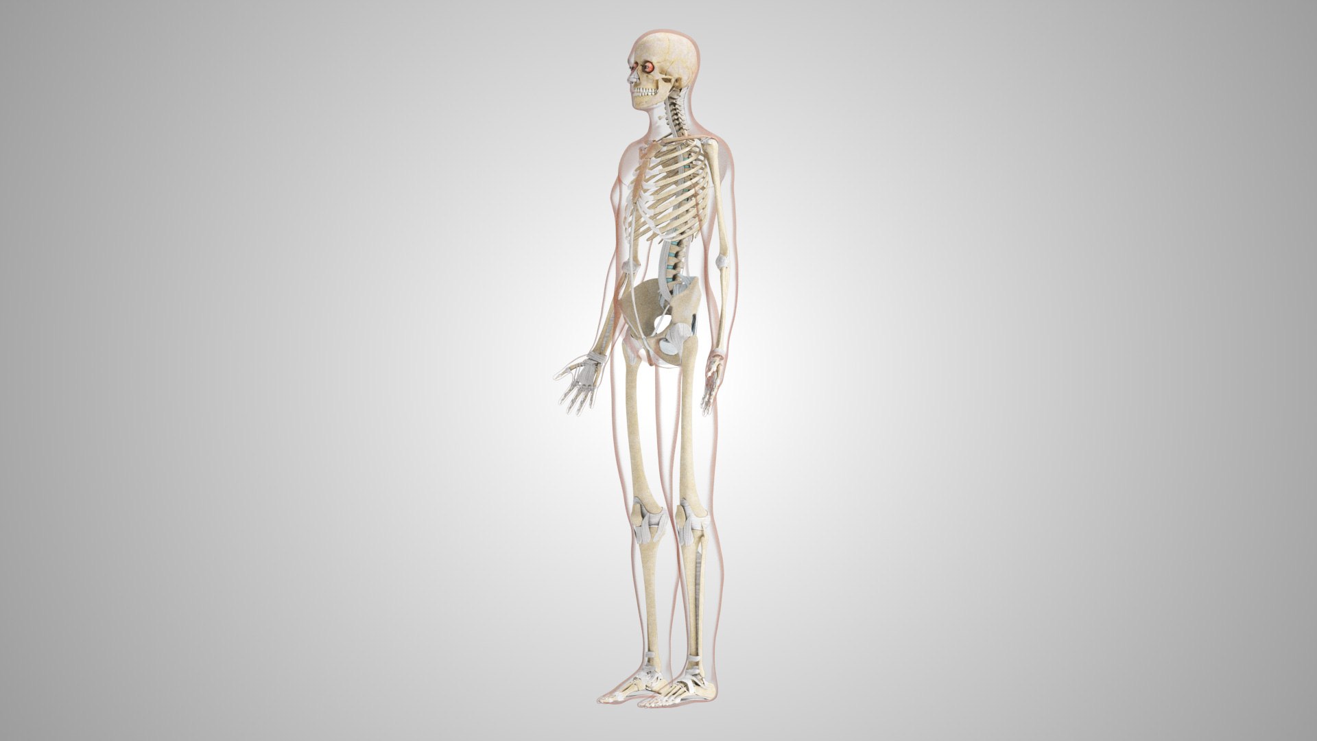 Complete human anatomy-Male 3D model https://p.turbosquid.com/ts-thumb/zx/lGtkg9/ly/humanskeletonsystemwithligaments_00005/jpg/1658259556/1920x1080/fit_q87/62f57a75e95be8d514851b8c5dcce47ef6a8c012/humanskeletonsystemwithligaments_00005.jpg