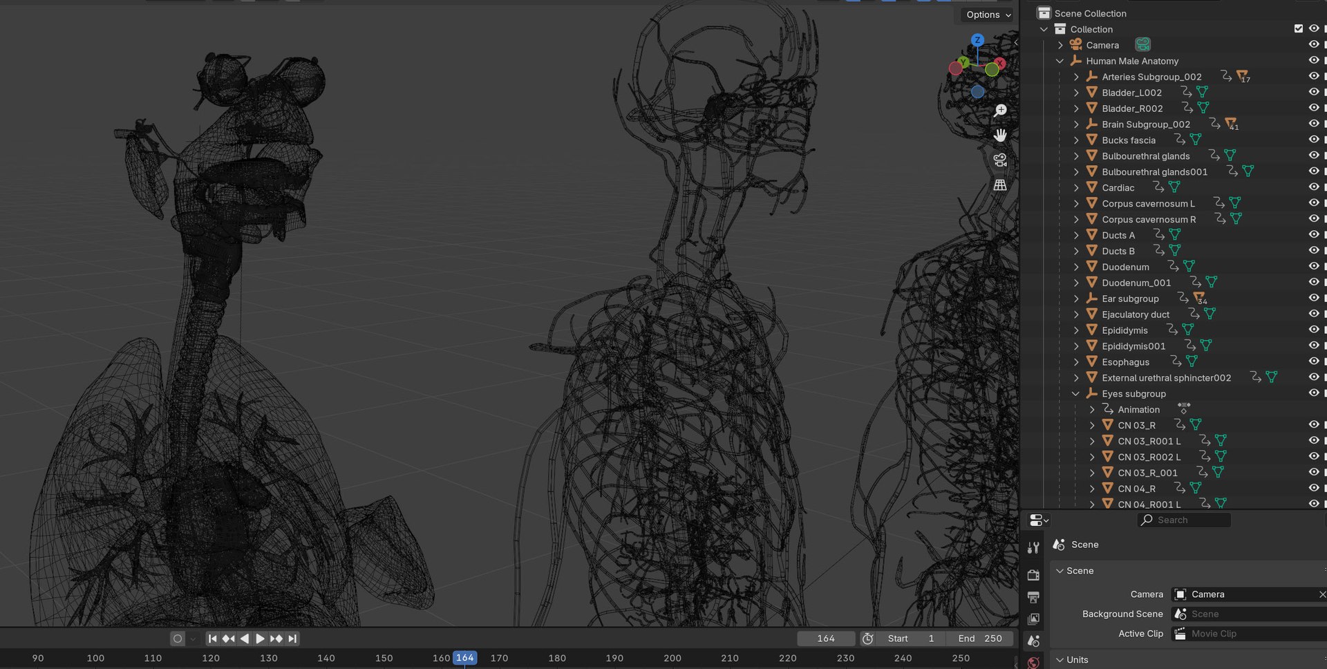 Complete human anatomy-Male 3D model https://p.turbosquid.com/ts-thumb/zx/lGtkg9/mn/20251117_212725/jpg/1763574281/1920x1080/fit_q87/713853f04ad94c985f0e91ce9caf64f05fff1410/20251117_212725.jpg