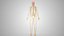 Complete Male Anatomy