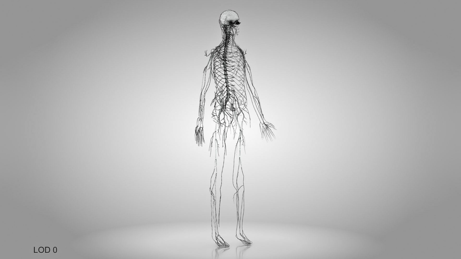 Complete human anatomy-Male 3D model https://p.turbosquid.com/ts-thumb/zx/lGtkg9/pE/brainandnervoussystem_a/jpg/1658248785/1920x1080/turn_fit_q99/6a20700530f3d8773c572e0abf75618cc86cb135/brainandnervoussystem_a-1.jpg