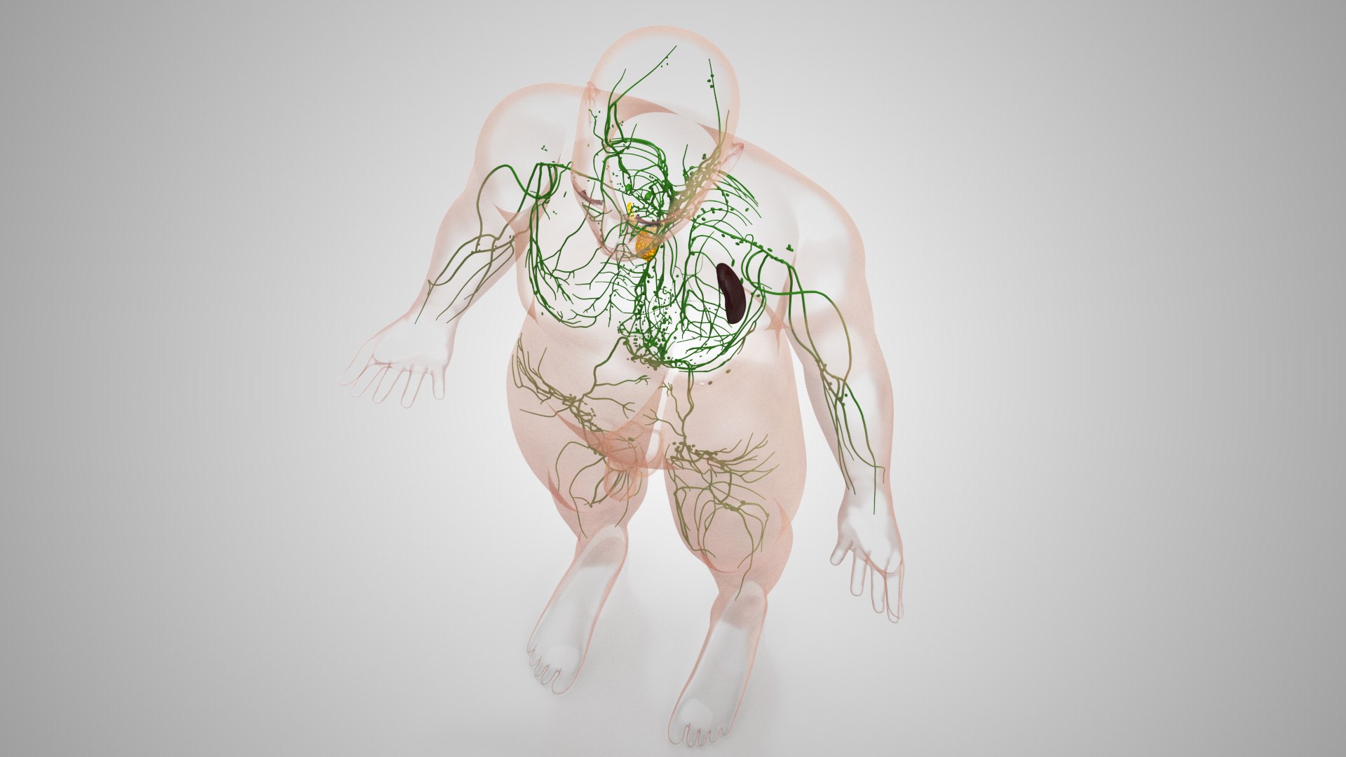 Complete human anatomy-Male 3D model https://p.turbosquid.com/ts-thumb/zx/lGtkg9/qv/humanlymphaticsystem_00029/jpg/1658257474/1920x1080/fit_q87/480b9ca2669fdbd556dda4411eebee30f1c790e3/humanlymphaticsystem_00029.jpg