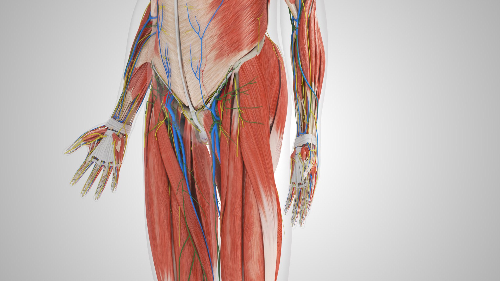 Complete human anatomy-Male 3D model https://p.turbosquid.com/ts-thumb/zx/lGtkg9/sq/completehumananatomy_00018/jpg/1658247299/1920x1080/fit_q87/16c4413030484f878e09169bc255a60e513bc486/completehumananatomy_00018.jpg