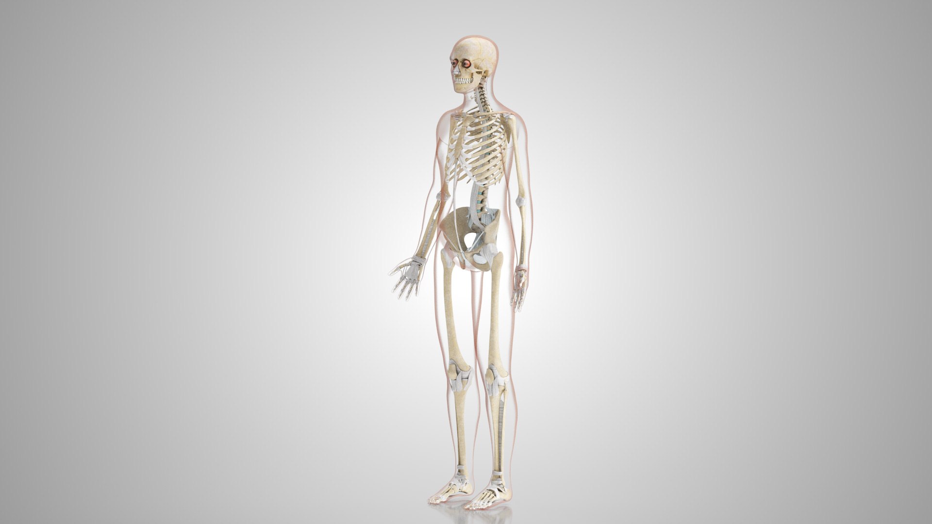 Complete human anatomy-Male 3D model https://p.turbosquid.com/ts-thumb/zx/lGtkg9/t4/humanskeletonsystemwithligaments_00011/jpg/1658259584/1920x1080/fit_q87/78c6313bb0a7c7267f46bf6ee1fd68bced180bef/humanskeletonsystemwithligaments_00011.jpg