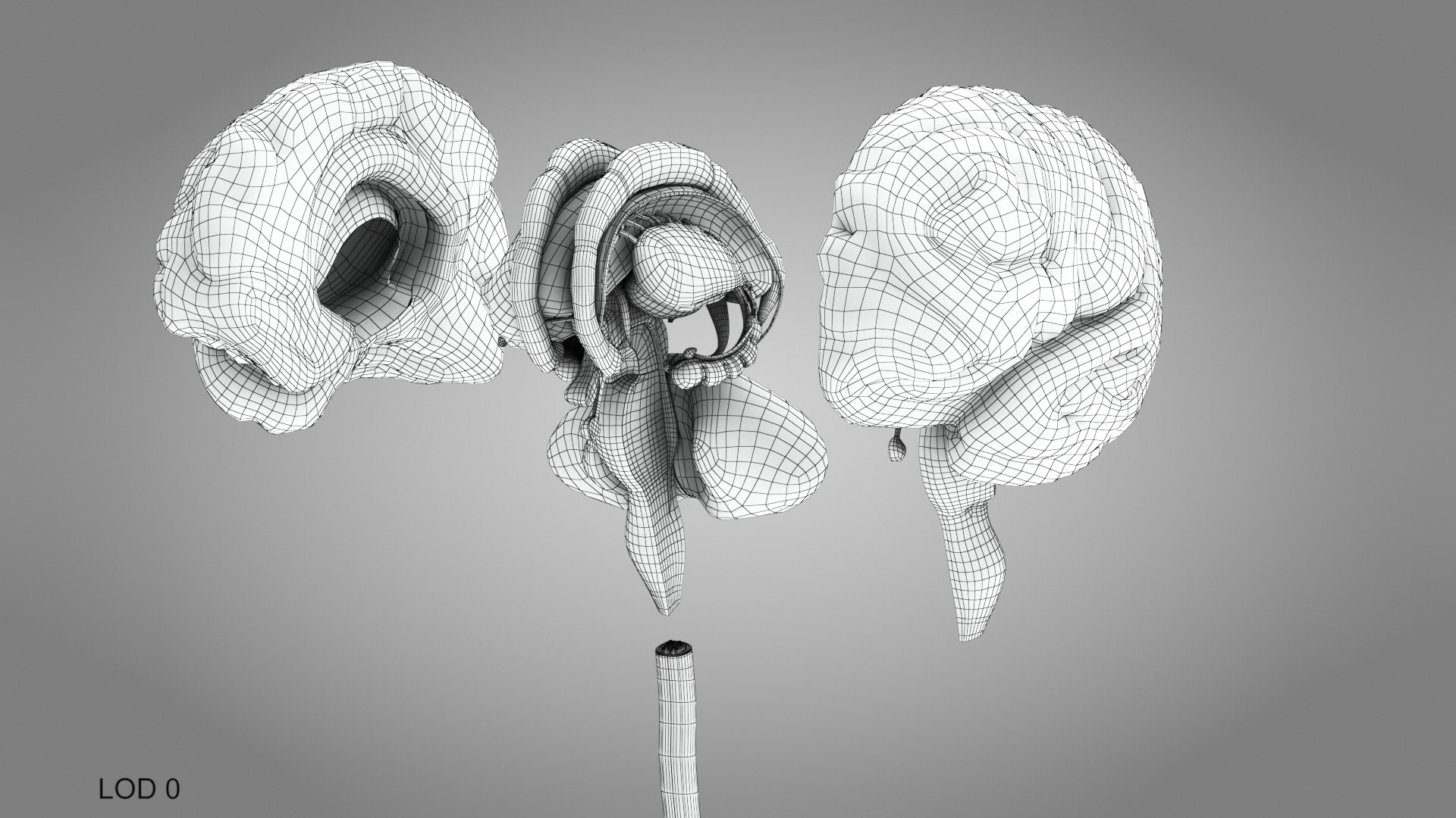 Complete human anatomy-Male 3D model https://p.turbosquid.com/ts-thumb/zx/lGtkg9/tE/brainandnervoussystem_00011/jpg/1658248932/1920x1080/fit_q87/a2092af200988ae5c4a631203fd2903fd70cfe23/brainandnervoussystem_00011.jpg