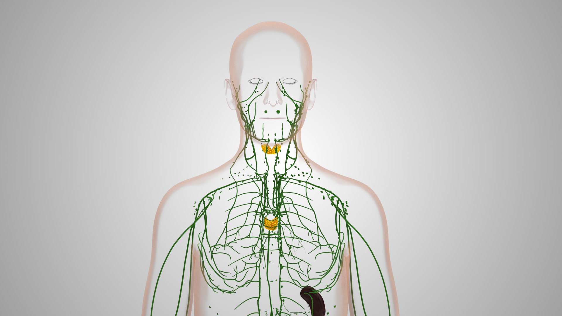 Complete human anatomy-Male 3D model https://p.turbosquid.com/ts-thumb/zx/lGtkg9/uL/humanlymphaticsystem_00033/jpg/1658257478/1920x1080/fit_q87/3dc2d2654086f178d18340492ce0356ee40dd9d6/humanlymphaticsystem_00033.jpg