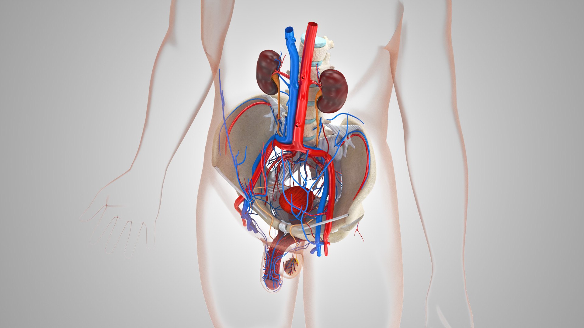 Complete human anatomy-Male 3D model https://p.turbosquid.com/ts-thumb/zx/lGtkg9/vx/malereproductiveandurinarysystem_00030/jpg/1658258800/1920x1080/fit_q87/8c679ccacded0945787937e9eaebd12ab4f11d97/malereproductiveandurinarysystem_00030.jpg