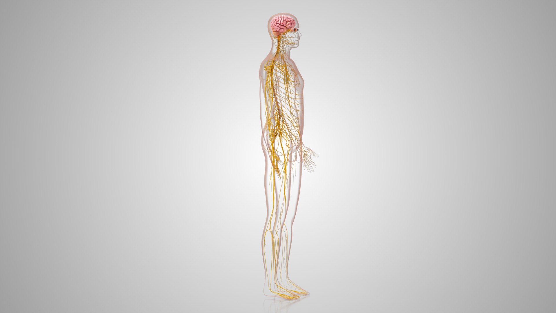 Complete human anatomy-Male 3D model https://p.turbosquid.com/ts-thumb/zx/lGtkg9/wX/brainandnervoussystem_00036/jpg/1658248954/1920x1080/fit_q87/e5ca008dabd7e52fb7b91a29d2dfe6dd08b0efd1/brainandnervoussystem_00036.jpg