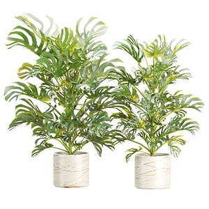 3D Monstera Plant Vol 385
