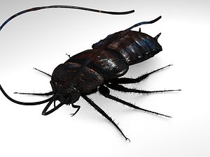 c4d cockroach mudbox displacement