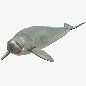 3D dugong rigged