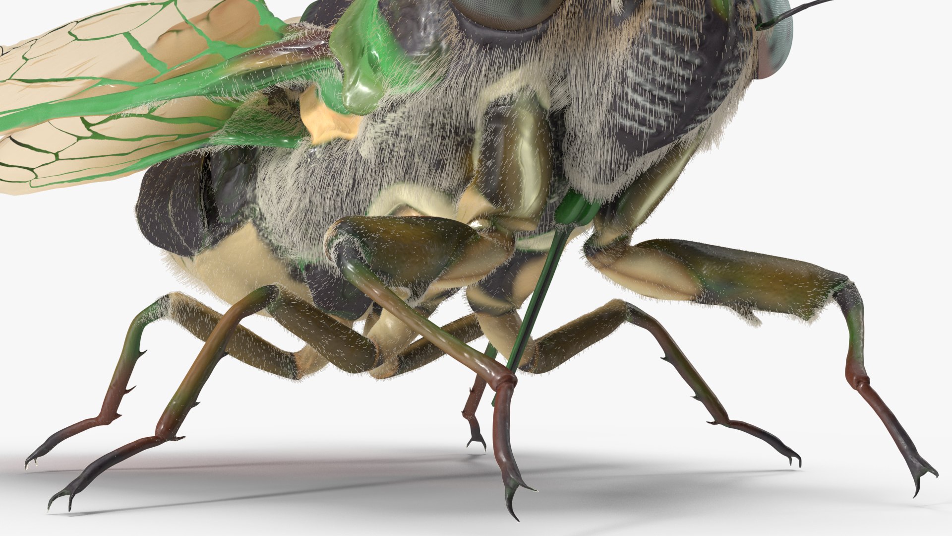 3D Cicada Pose Calm Fur Model - TurboSquid 2054491