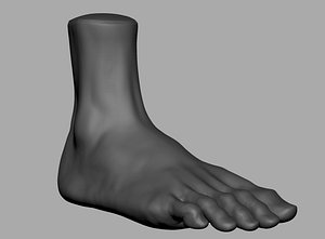 3D foot anatomy