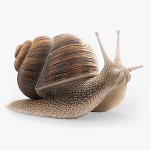 Snail