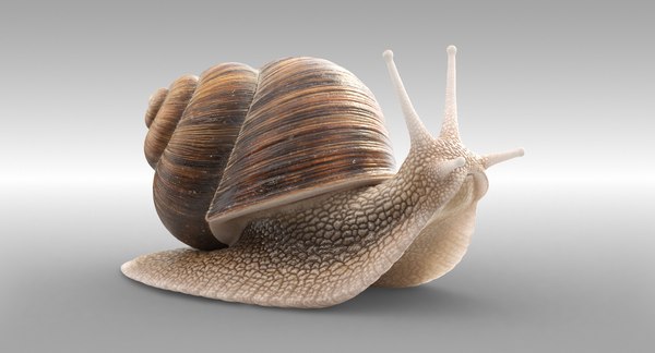 カタツムリ3dモデル Turbosquid