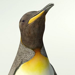 King Penguin