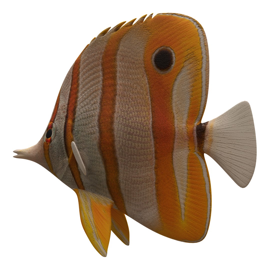 3d Butterfly Fish - Turbosquid 1440765