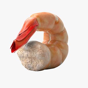 Shrimp