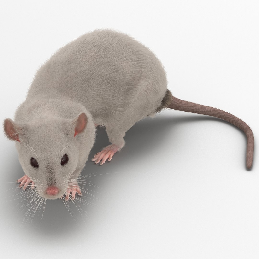 White Rat Pose 5 3D model preview