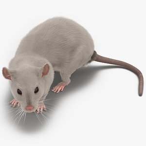 white rat pose 5 3d model