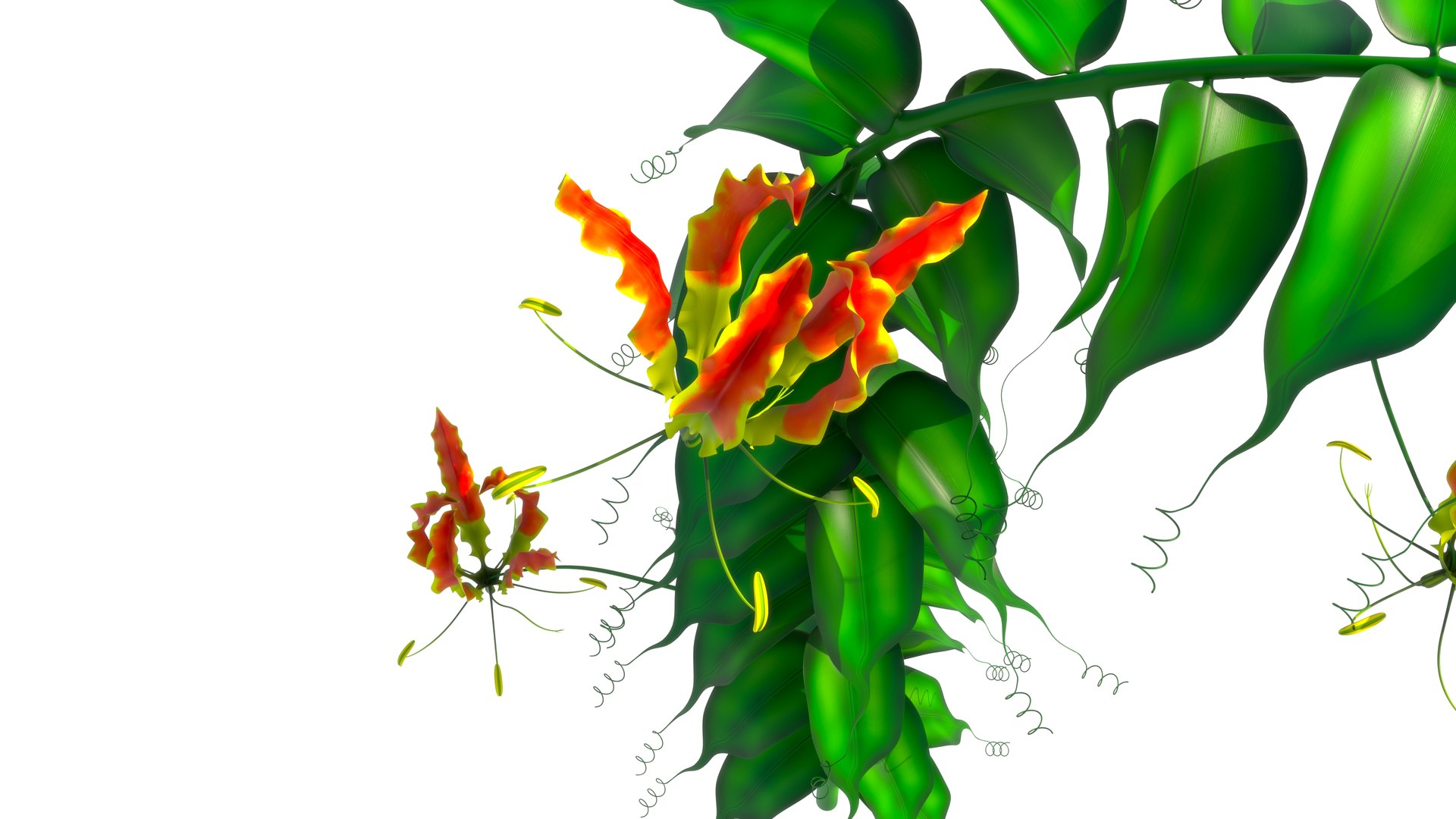 絵画 P6 グロリオサ gloriosa グロリオサ Gloriosa #グロリオサ #gloriosa #flamelily