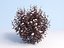 Ninebark Physocarpus opulifolius diabolo