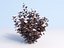 Ninebark Physocarpus opulifolius diabolo