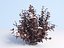 Ninebark Physocarpus opulifolius diabolo