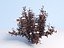 Ninebark Physocarpus opulifolius diabolo