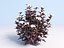 Ninebark Physocarpus opulifolius diabolo
