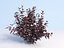 Ninebark Physocarpus opulifolius diabolo