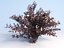Ninebark Physocarpus opulifolius diabolo