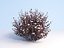 Ninebark Physocarpus opulifolius diabolo