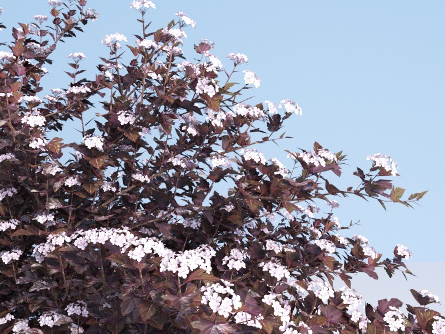 3D shrubs bush leaves https://p.turbosquid.com/ts-thumb/zy/etbwI8/ZjN1IU0h/part_1/jpg/1560513898/1920x1080/fit_q87/34decb83a2e525563cbb2e06ada111d24c0e75bd/part_1.jpg