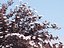Ninebark Physocarpus opulifolius diabolo
