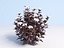 Ninebark Physocarpus opulifolius diabolo