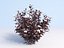 Ninebark Physocarpus opulifolius diabolo
