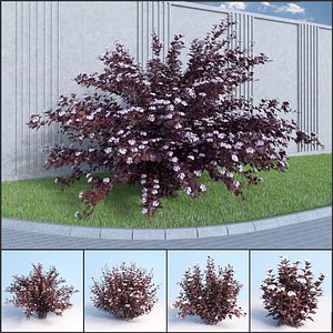 3D shrubs bush leaves