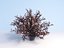 Ninebark Physocarpus opulifolius diabolo