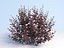 Ninebark Physocarpus opulifolius diabolo