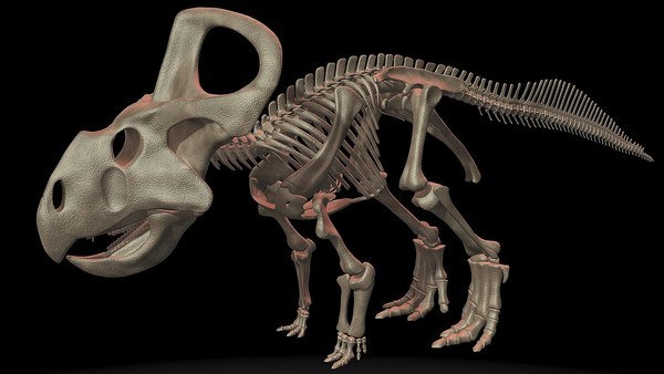 プロトケラトプススケルトン3Dモデル - TurboSquid 1367113 プロトケラトプススケルトン3Dモデル - TurboSquid 1367113