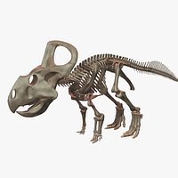 Protoceratops skeleton